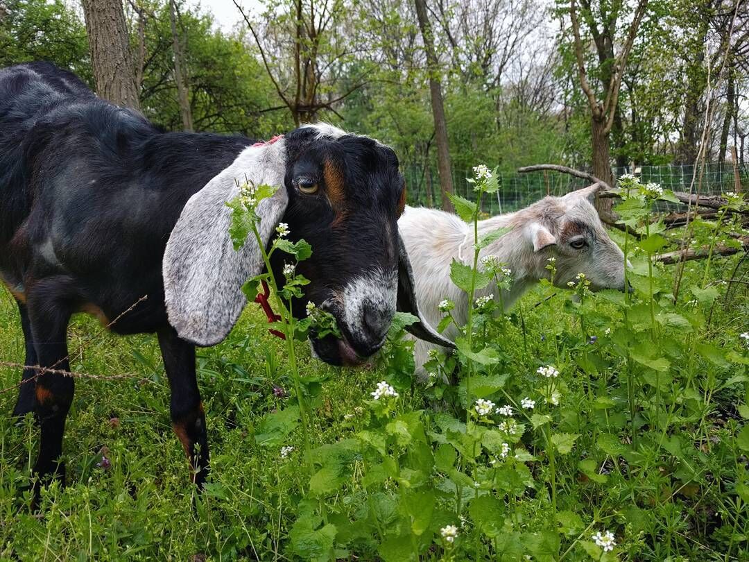 goats eating wild garlic mustard THIS .jpg